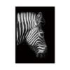 Straight Zebra B&Amp;W Canvas Print - Wall Art Side / 60X90Cm